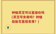 种植灵芝可以直接吃吗(灵芝可食用吗？种植后能否直接食用？)