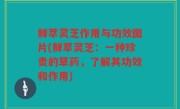 鲜萃灵芝作用与功效图片(鲜萃灵芝：一种珍贵的草药，了解其功效和作用)