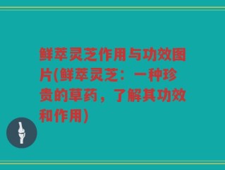 鲜萃灵芝作用与功效图片(鲜萃灵芝：一种珍贵的草药，了解其功效和作用)