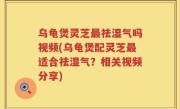 乌龟煲灵芝最祛湿气吗视频(乌龟煲配灵芝最适合祛湿气？相关视频分享)