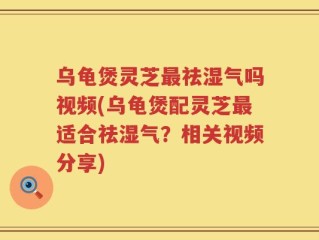 乌龟煲灵芝最祛湿气吗视频(乌龟煲配灵芝最适合祛湿气？相关视频分享)