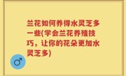兰花如何养得水灵芝多一些(学会兰花养殖技巧，让你的花朵更加水灵芝多)