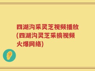 四湖沟采灵芝视频播放(四湖沟灵芝采摘视频火爆网络)