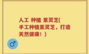 人工 种植 紫灵芝(手工种植紫灵芝，打造天然健康！)