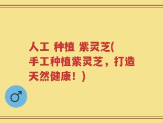 人工 种植 紫灵芝(手工种植紫灵芝，打造天然健康！)