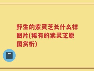 野生的紫灵芝长什么样图片(稀有的紫灵芝原图赏析)