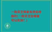 一般灵芝哪里有得卖呀图片(一般灵芝在哪里可以买到？)