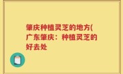 肇庆种植灵芝的地方(广东肇庆：种植灵芝的好去处