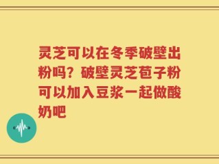 灵芝可以在冬季破壁出粉吗？破壁灵芝苞子粉可以加入豆浆一起做酸奶吧