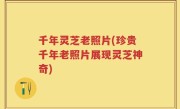 千年灵芝老照片(珍贵千年老照片展现灵芝神奇)