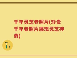 千年灵芝老照片(珍贵千年老照片展现灵芝神奇)