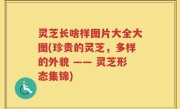 灵芝长啥样图片大全大图(珍贵的灵芝，多样的外貌 —— 灵芝形态集锦)