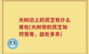 大树边上的灵芝有什么用处(大树旁的灵芝如何受用，益处多多)