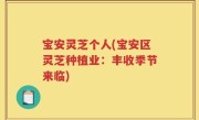 宝安灵芝个人(宝安区灵芝种植业：丰收季节来临)