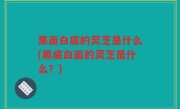 黑面白底的灵芝是什么(黑底白面的灵芝是什么？)
