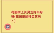 花园树上长灵芝好不好呀(花园里能种灵芝吗？)