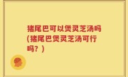 猪尾巴可以煲灵芝汤吗(猪尾巴煲灵芝汤可行吗？)