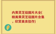 内黄灵芝菇图片大全(精美黄灵芝菇图片合集，欣赏美食佳作)