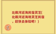 北戴河近海民宿灵芝(北戴河近海现灵芝民宿，赶快去体验吧！)
