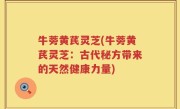 牛蒡黄芪灵芝(牛蒡黄芪灵芝：古代秘方带来的天然健康力量)
