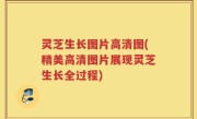 灵芝生长图片高清图(精美高清图片展现灵芝生长全过程)