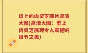 墙上的肉灵芝图片高清大图(高清大图：壁上肉灵芝展现令人震撼的细节之美)