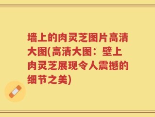 墙上的肉灵芝图片高清大图(高清大图：壁上肉灵芝展现令人震撼的细节之美)