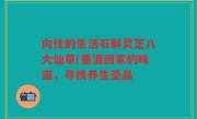 向往的生活石斛灵芝八大仙草(重温回家的味道，寻找养生圣品