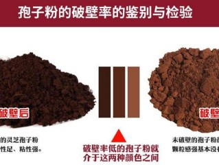 灵芝孢子粉是什么东西？灵芝粉就是灵芝孢子粉吗？