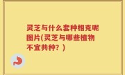 灵芝与什么套种相克呢图片(灵芝与哪些植物不宜共种？)
