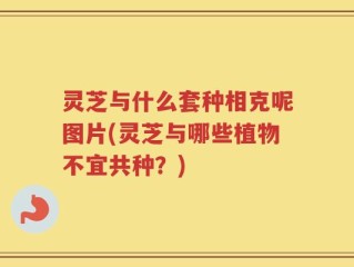 灵芝与什么套种相克呢图片(灵芝与哪些植物不宜共种？)