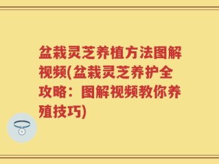 盆栽灵芝养植方法图解视频(盆栽灵芝养护全攻略：图解视频教你养殖技巧)