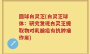 圆球白灵芝(白灵芝球体：研究发现白灵芝提取物对乳腺癌有抗肿瘤作用)