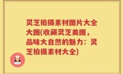 灵芝拍摄素材图片大全大图(收藏灵芝美图，品味大自然的魅力：灵芝拍摄素材大全)