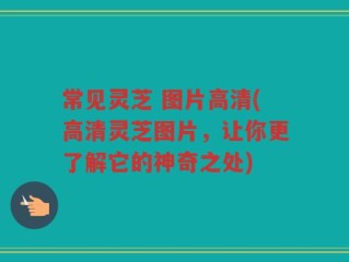 常见灵芝 图片高清(高清灵芝图片，让你更了解它的神奇之处)