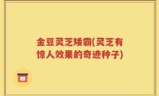 金豆灵芝矮霸(灵芝有惊人效果的奇迹种子)
