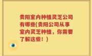 贵阳室内种植灵芝公司有哪些(贵阳公司从事室内灵芝种植，你需要了解这些！)