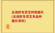 云南野生灵芝种类图片(云南野生灵芝多品种图片赏析)