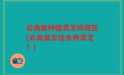 云南能种植灵芝吗现在(云南是否适合种灵芝？)
