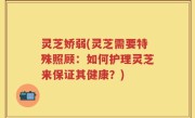灵芝娇弱(灵芝需要特殊照顾：如何护理灵芝来保证其健康？)