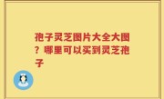 孢子灵芝图片大全大图？哪里可以买到灵芝孢子