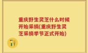重庆野生灵芝什么时候开始采摘(重庆野生灵芝采摘季节正式开始)