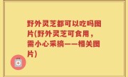 野外灵芝都可以吃吗图片(野外灵芝可食用，需小心采摘——相关图片)