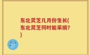 东北灵芝几月份生长(东北灵芝何时能采摘？)