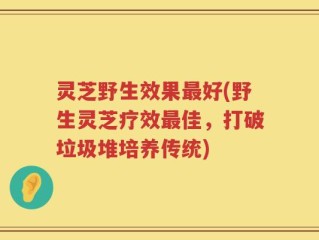 灵芝野生效果最好(野生灵芝疗效最佳，打破垃圾堆培养传统)