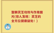 整颗灵芝功效与作用图片(惊人发现：灵芝的全方位健康益处！)