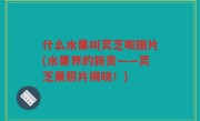 什么水果叫灵芝呢图片(水果界的新贵——灵芝果照片揭晓！)