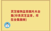 灵芝植物盆景图片大全集(珍贵灵芝盆景，尽在全集图册)