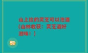 山上捡的灵芝可以泡酒(山林收获：灵芝酒好滋味！)