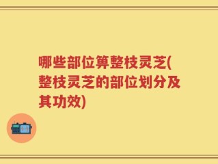 哪些部位箅整枝灵芝(整枝灵芝的部位划分及其功效)